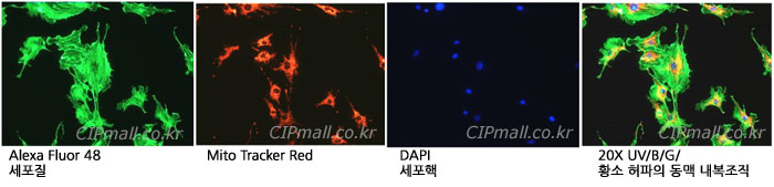 ref19-24_ex30_fluorobser.jpg